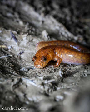 Image of Spring Salamander