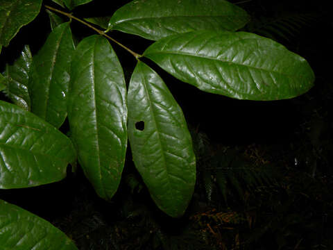 Image of Bunchosia ursana W. R. Anderson