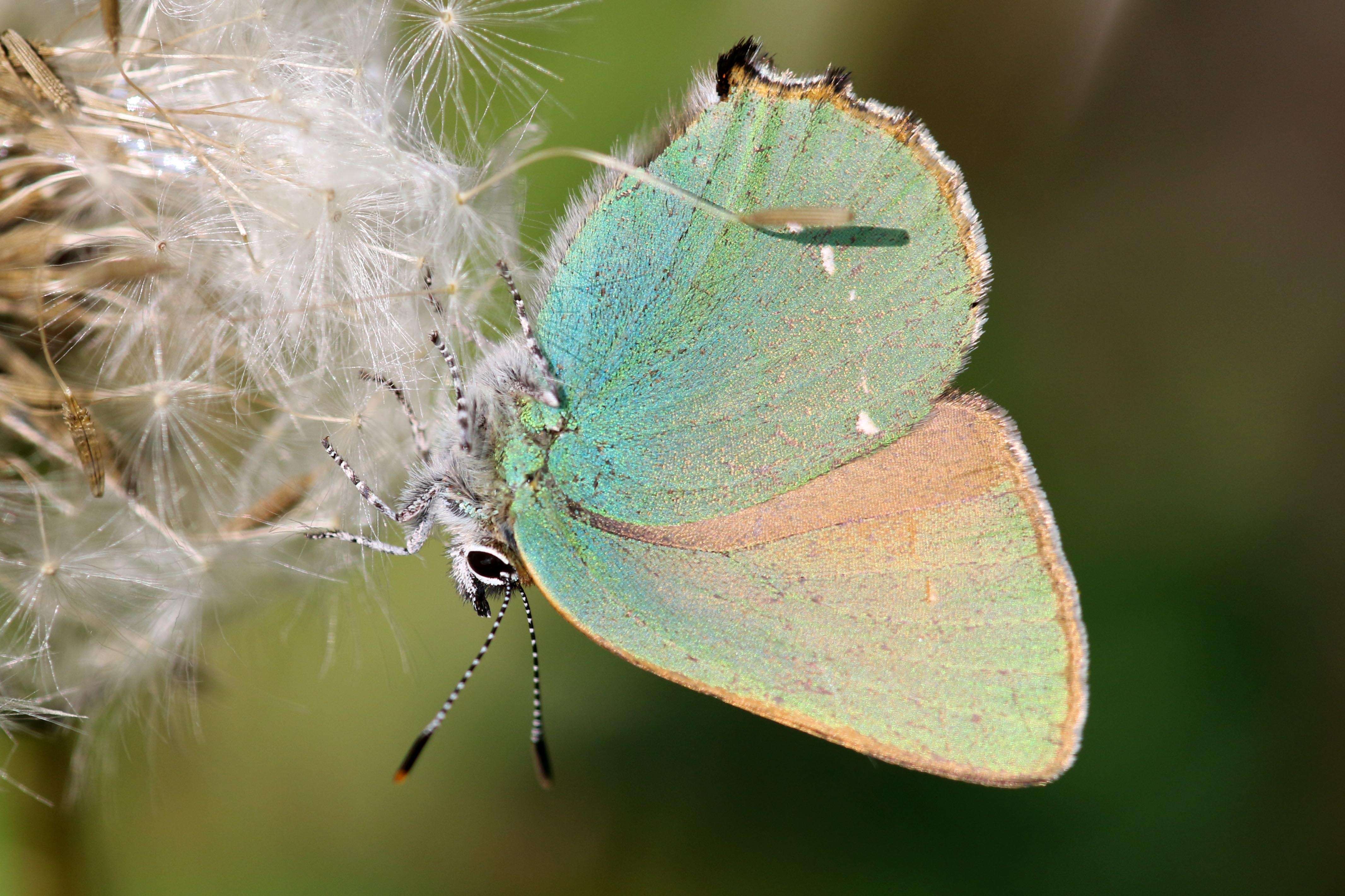 Plancia ëd Callophrys rubi (Linnaeus 1758)