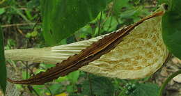 Image de Oxypetalum harleyi (Fontella & Goyder) Farin.