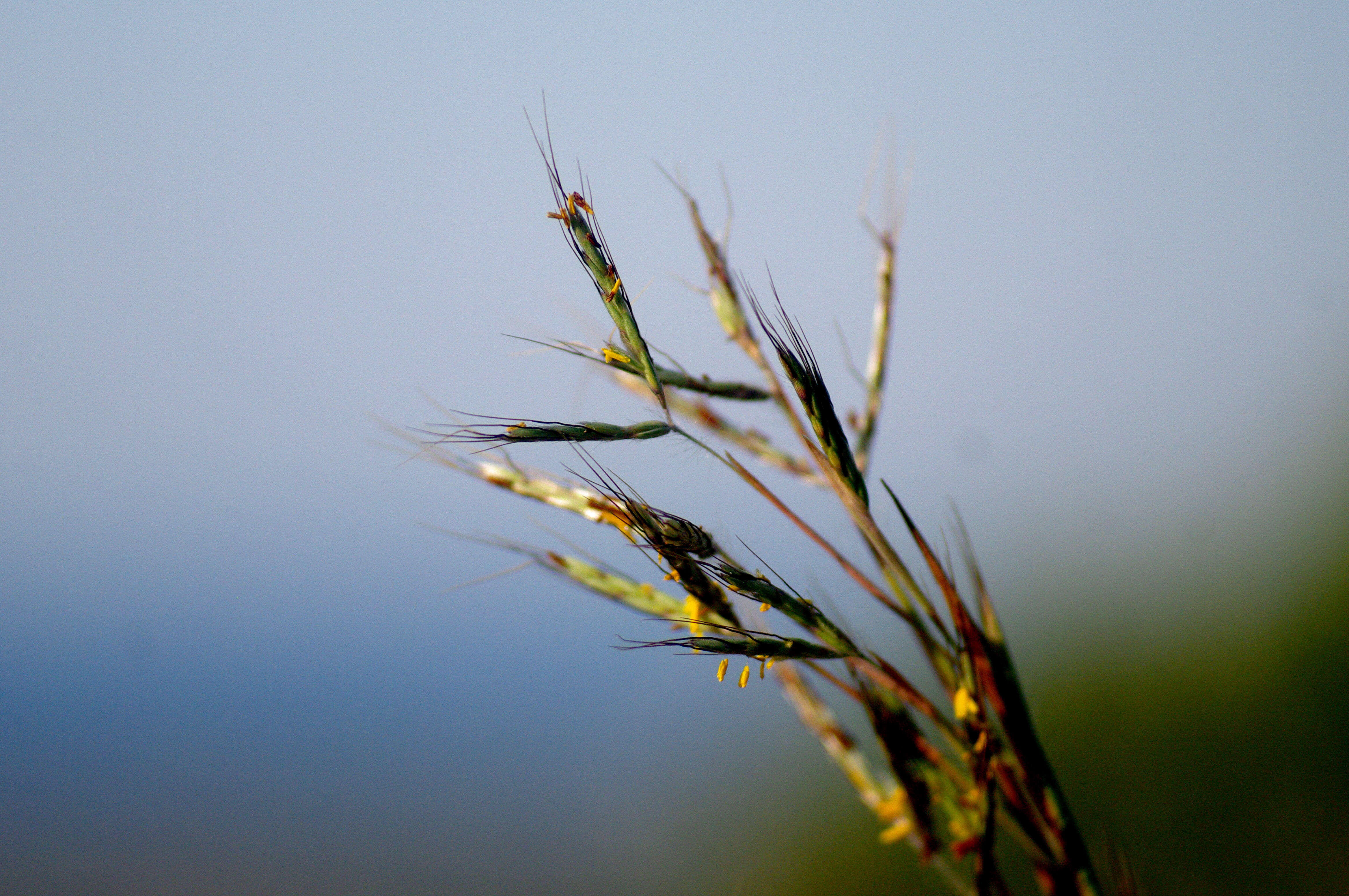 Image of thatching grass