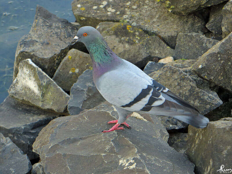 Image of Columba livia domestica