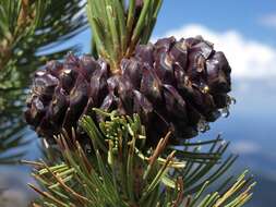 Image of whitebark pine