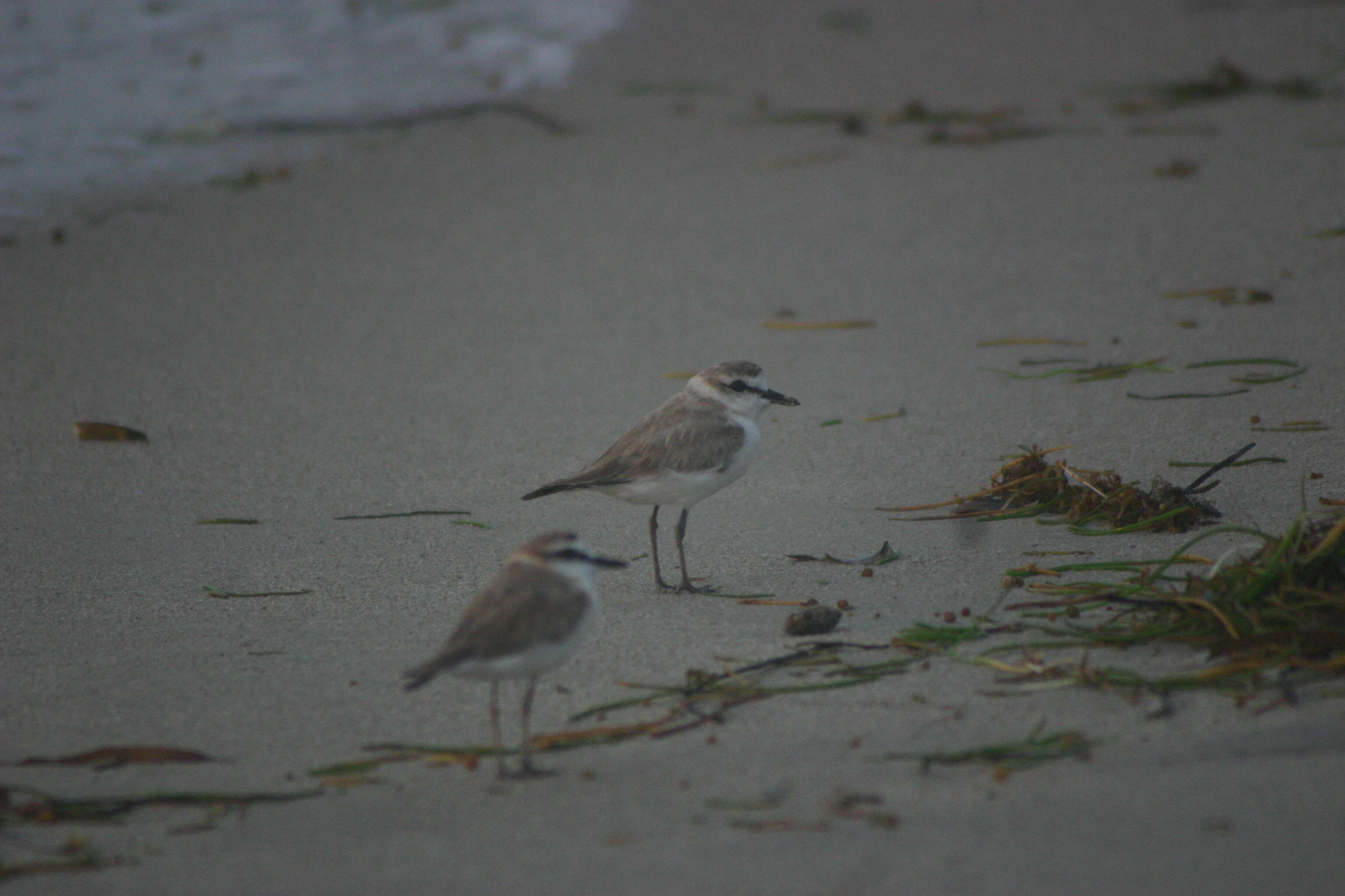 Image of White-fronted Plover