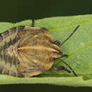 Image of Graphosoma italicum italicum
