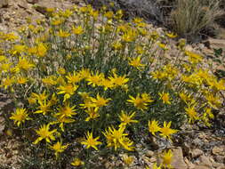 Imagem de Acamptopappus shockleyi A. Gray