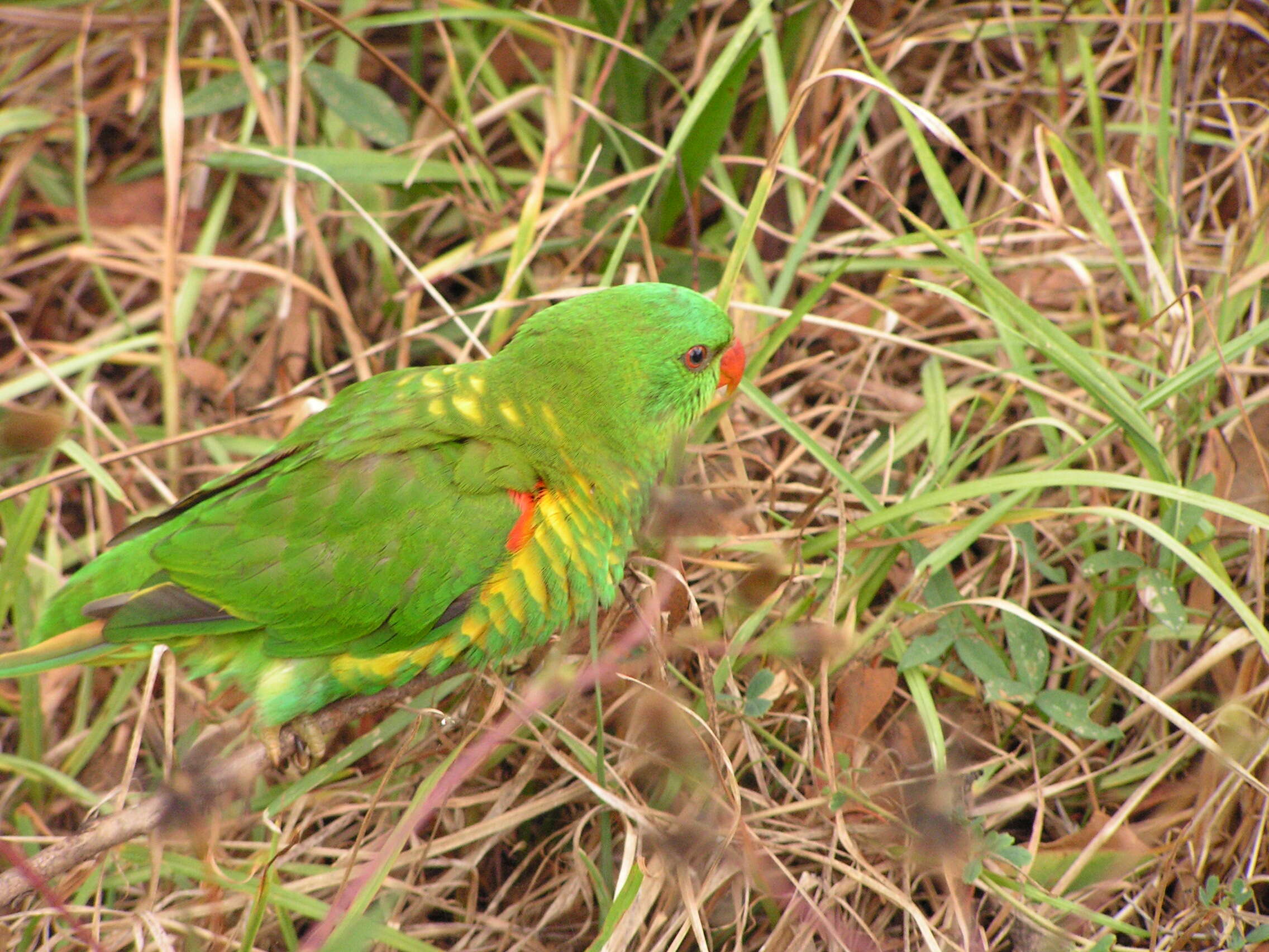 صورة Trichoglossus chlorolepidotus (Kuhl 1820)