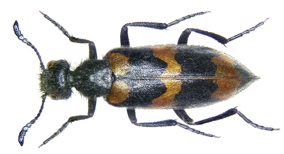 Image of Coleoptera