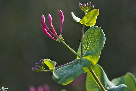 Image of Etruscan honeysuckle