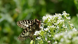 Image of Zerynthia polyxena