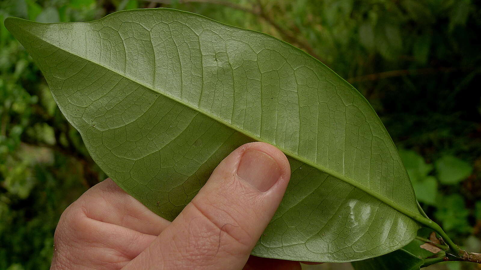 Image of Metrodorea maracasana R. C. Kaastra