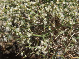 Imagem de Eriogonum heermannii var. argense (M. E. Jones) Munz