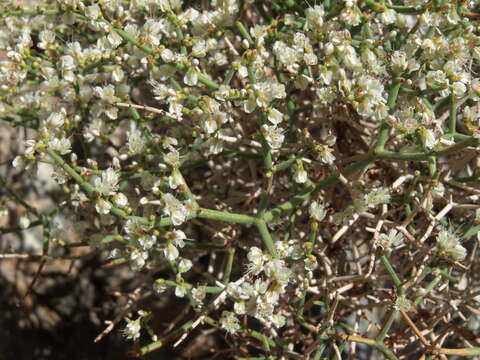 Imagem de Eriogonum heermannii var. argense (M. E. Jones) Munz