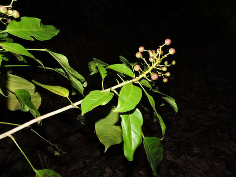 Image of Dendropanax caucanus (Harms) Harms