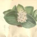 Image of Massonia jasminiflora Burch. ex Baker