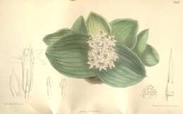 Image of Massonia jasminiflora Burch. ex Baker