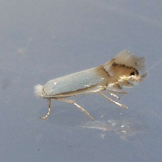 Image of Phyllonorycter argentifimbriella (Clemens 1859)