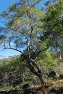 Image of Bursaria spinosa subsp. lasiophylla (E. M. Benn.) L. W Cayzer, M. D. Crisp & I. R. H. Telford