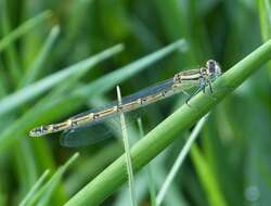 Image of Common Blue Damselfly