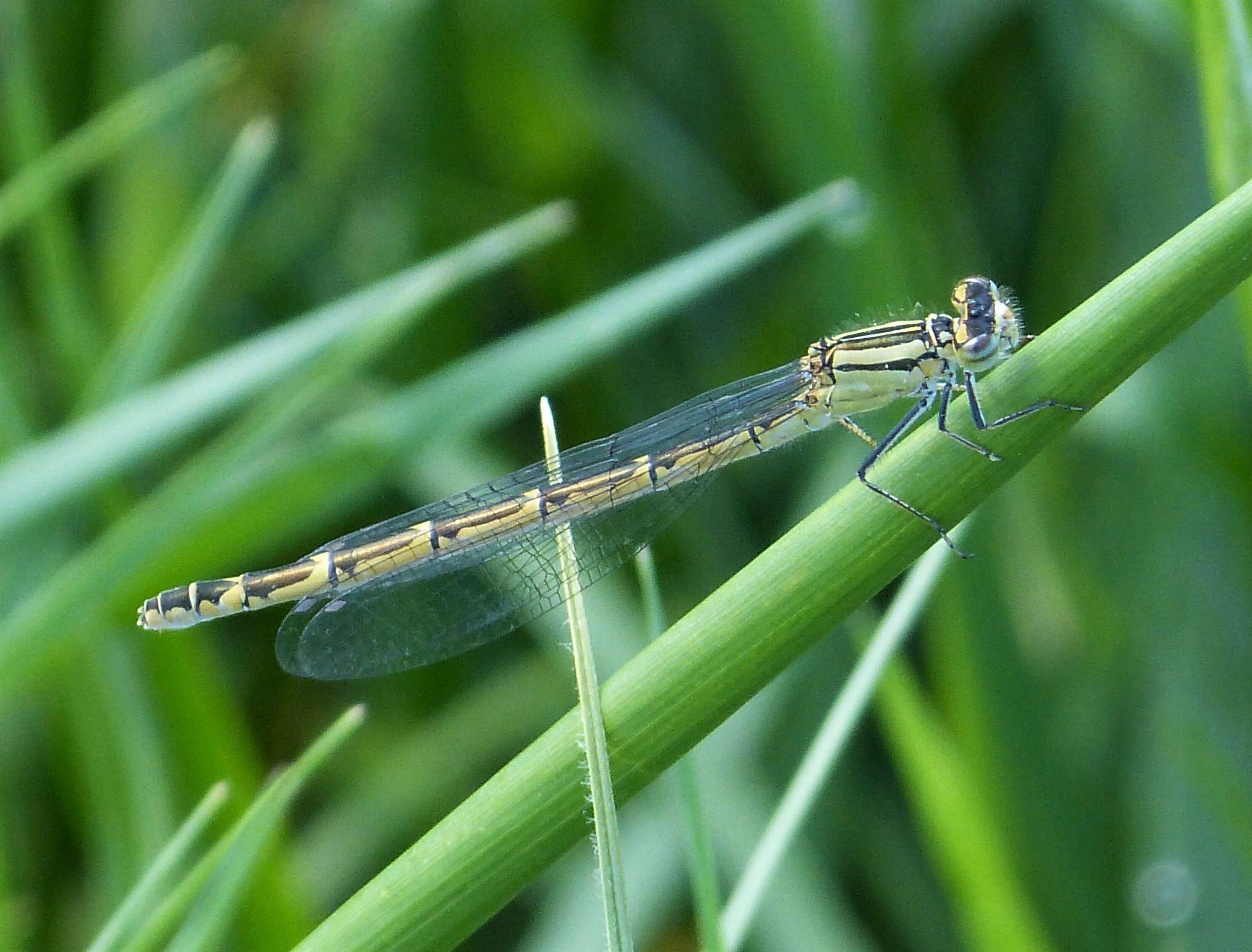 Image of Common Blue Damselfly