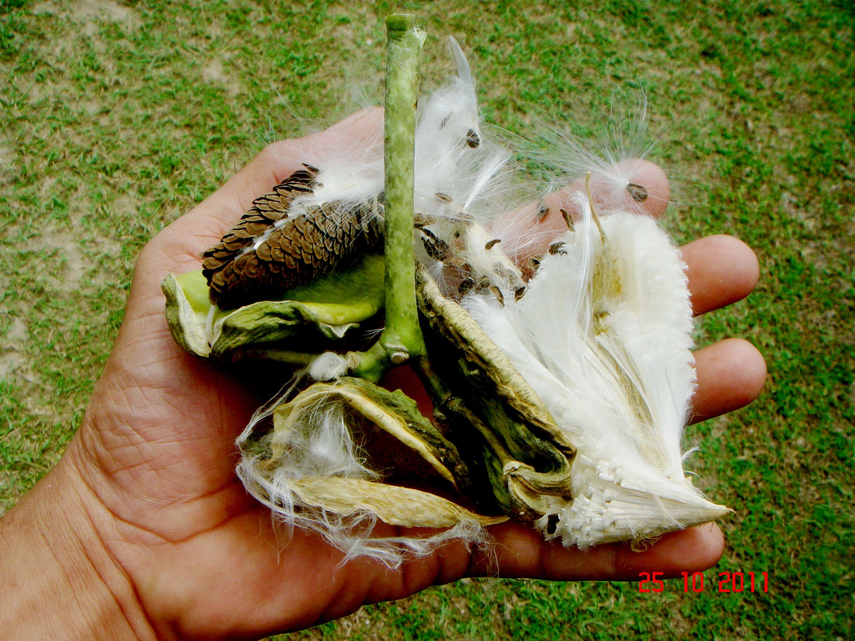 Image of calotropis