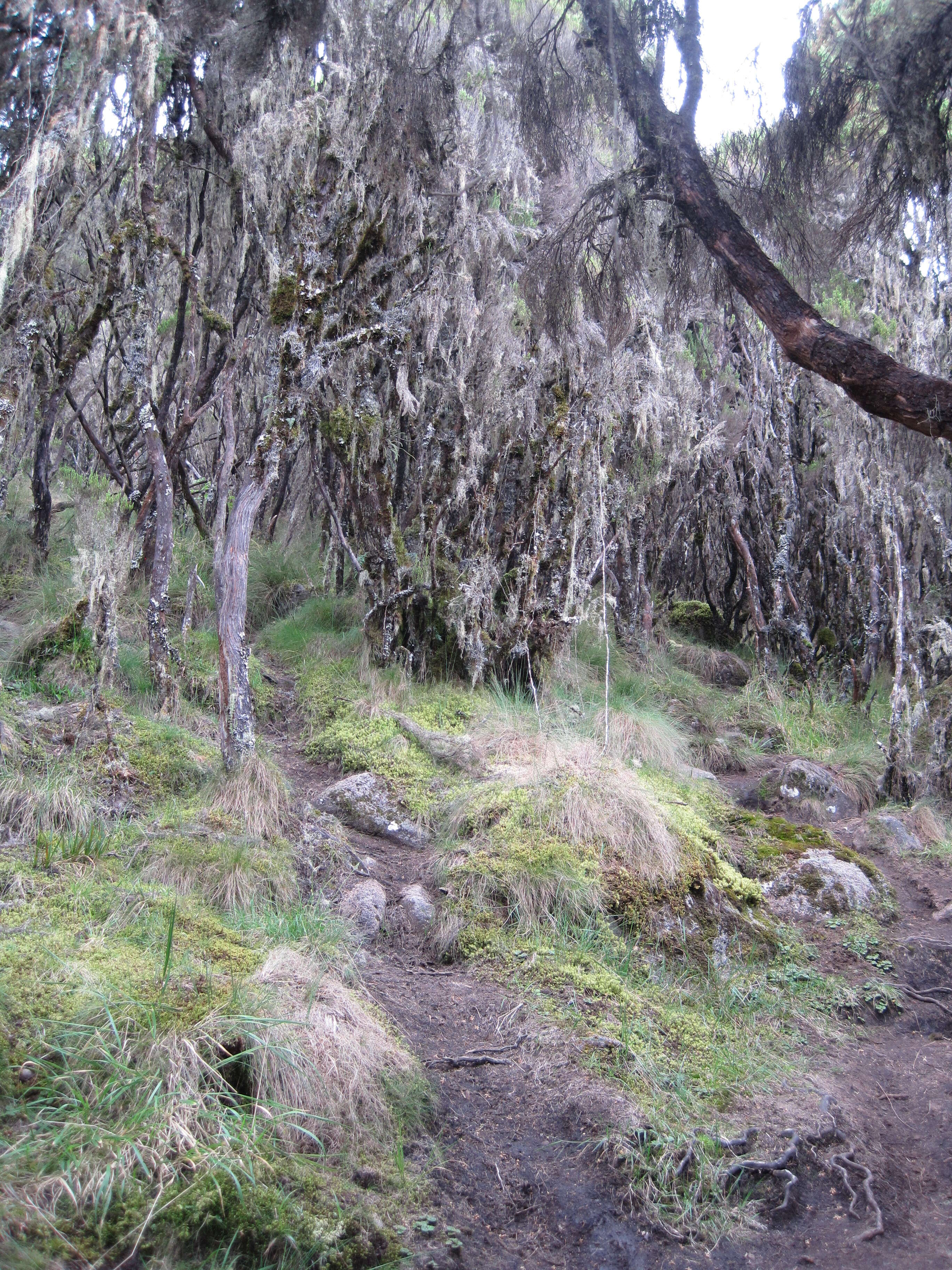 Image of Tree Heath