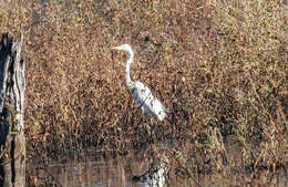 Image de <i>Ardea modesta</i>