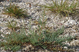 Image of False tamarisk