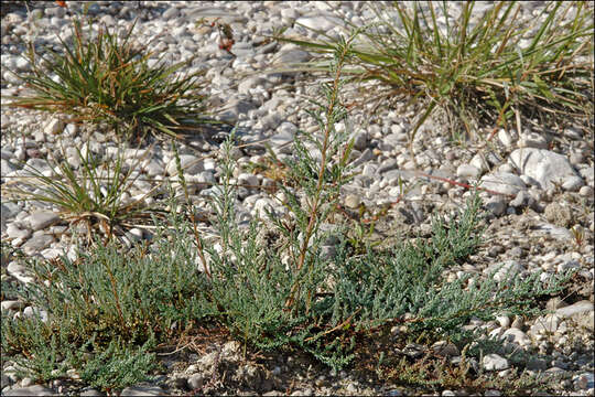 Image of False tamarisk