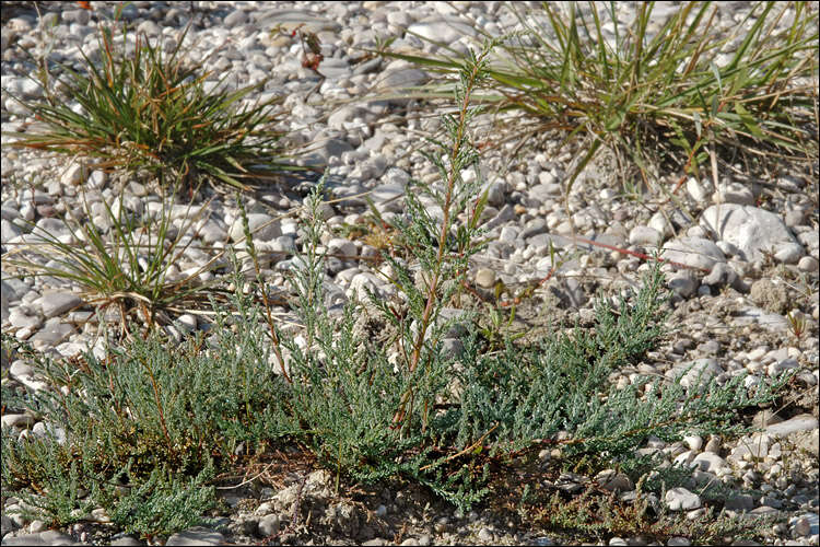 Image of False tamarisk
