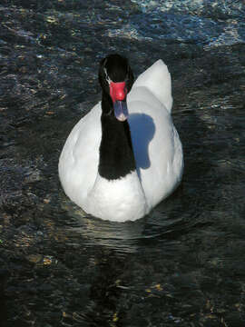 Image of Black-necked Swan