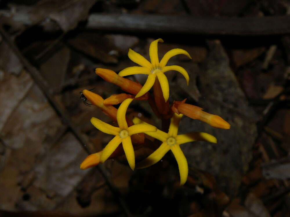 Image of ghostplant