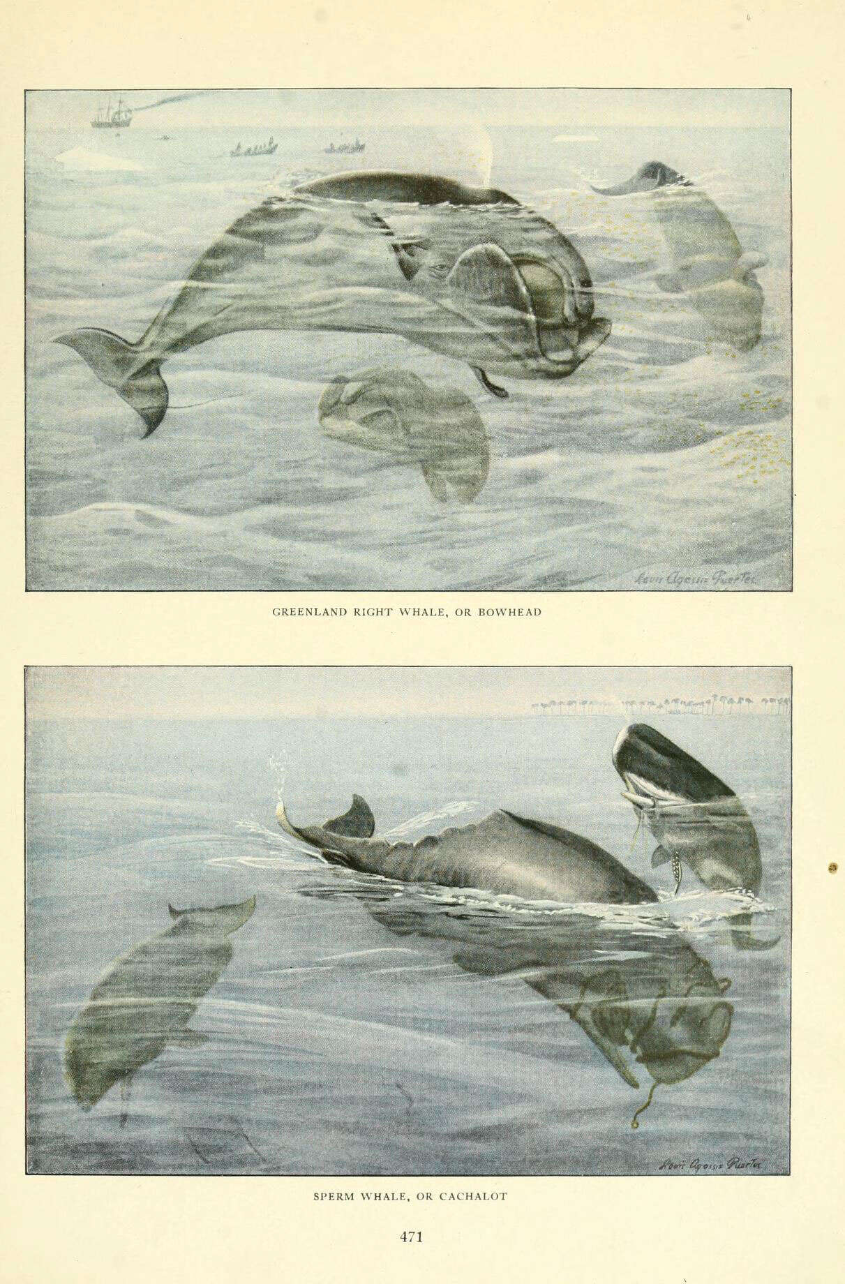 Image of right whales and bowhead whales