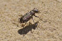 Image de Cicindela