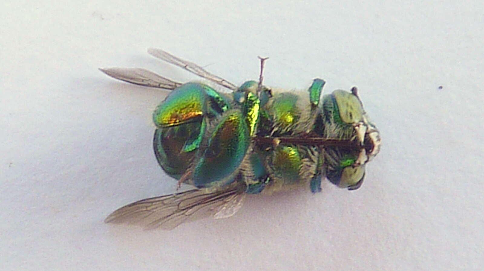 Image of Euglossa carolina Nemésio 2009