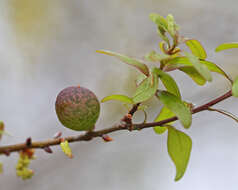 Image of Amphibolips quercuscinerea