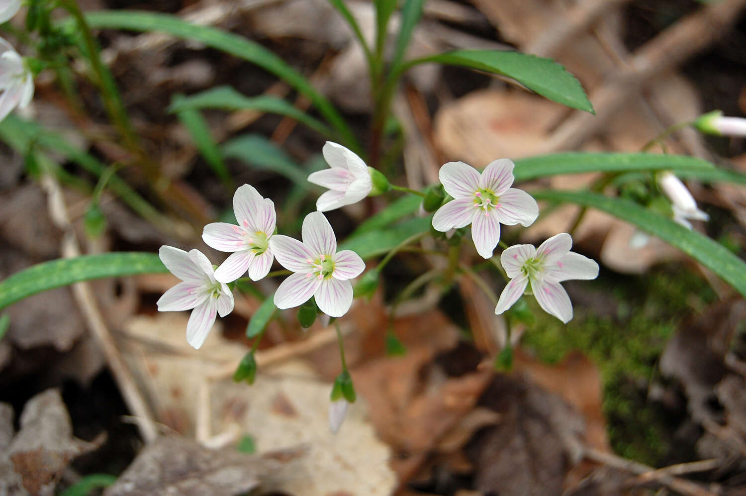Image of springbeauty