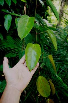 Image of Nothocissus spicifera (Griff.) A. Latiff