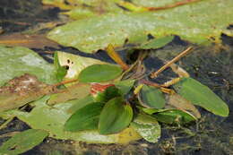 Image of pondweed