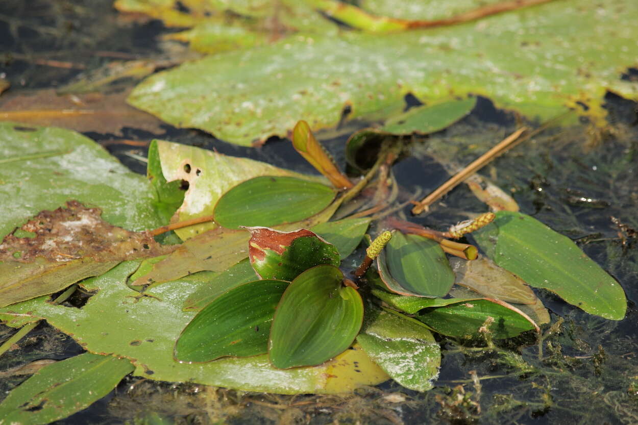 Image of pondweed