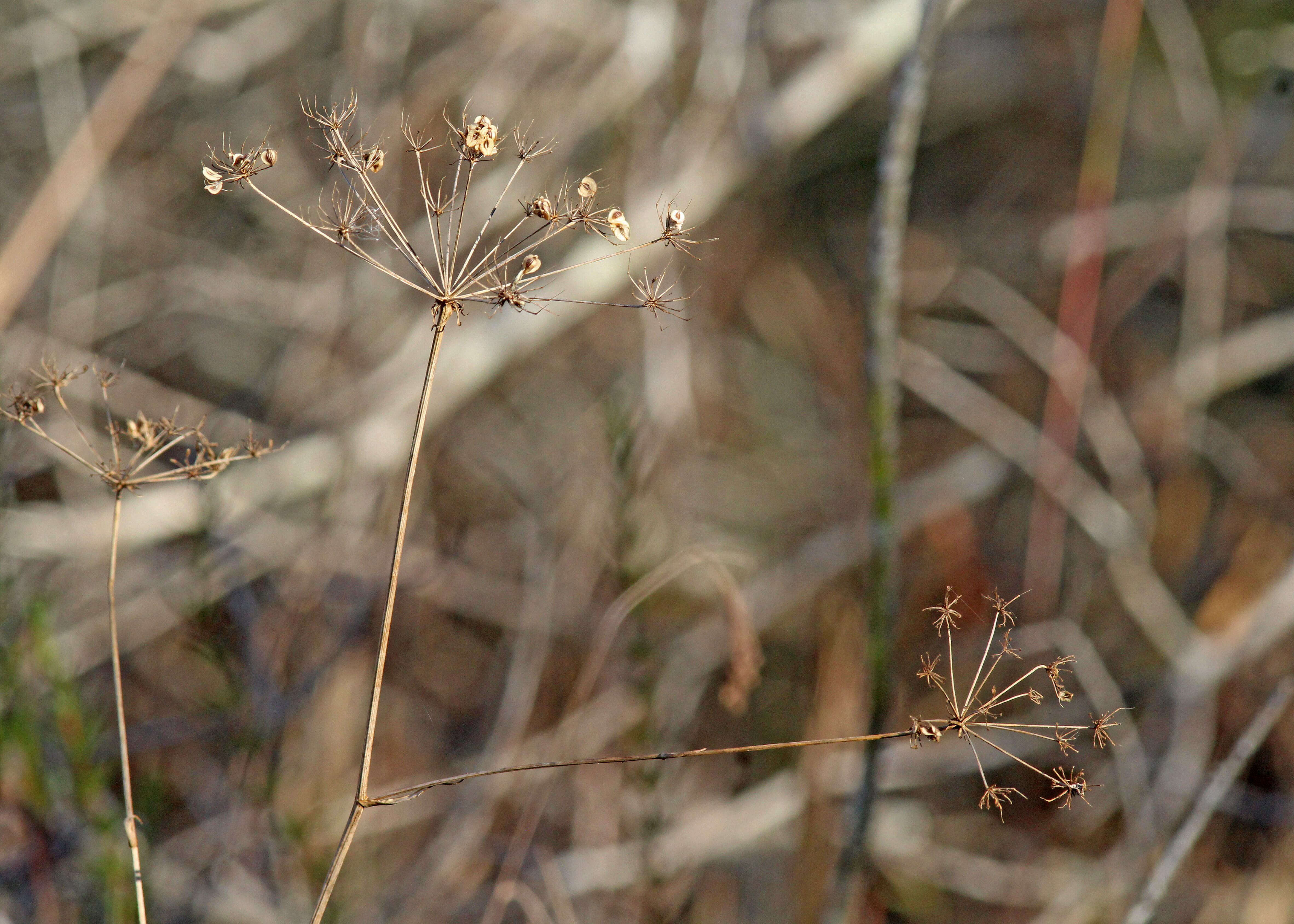 Image of cowbane