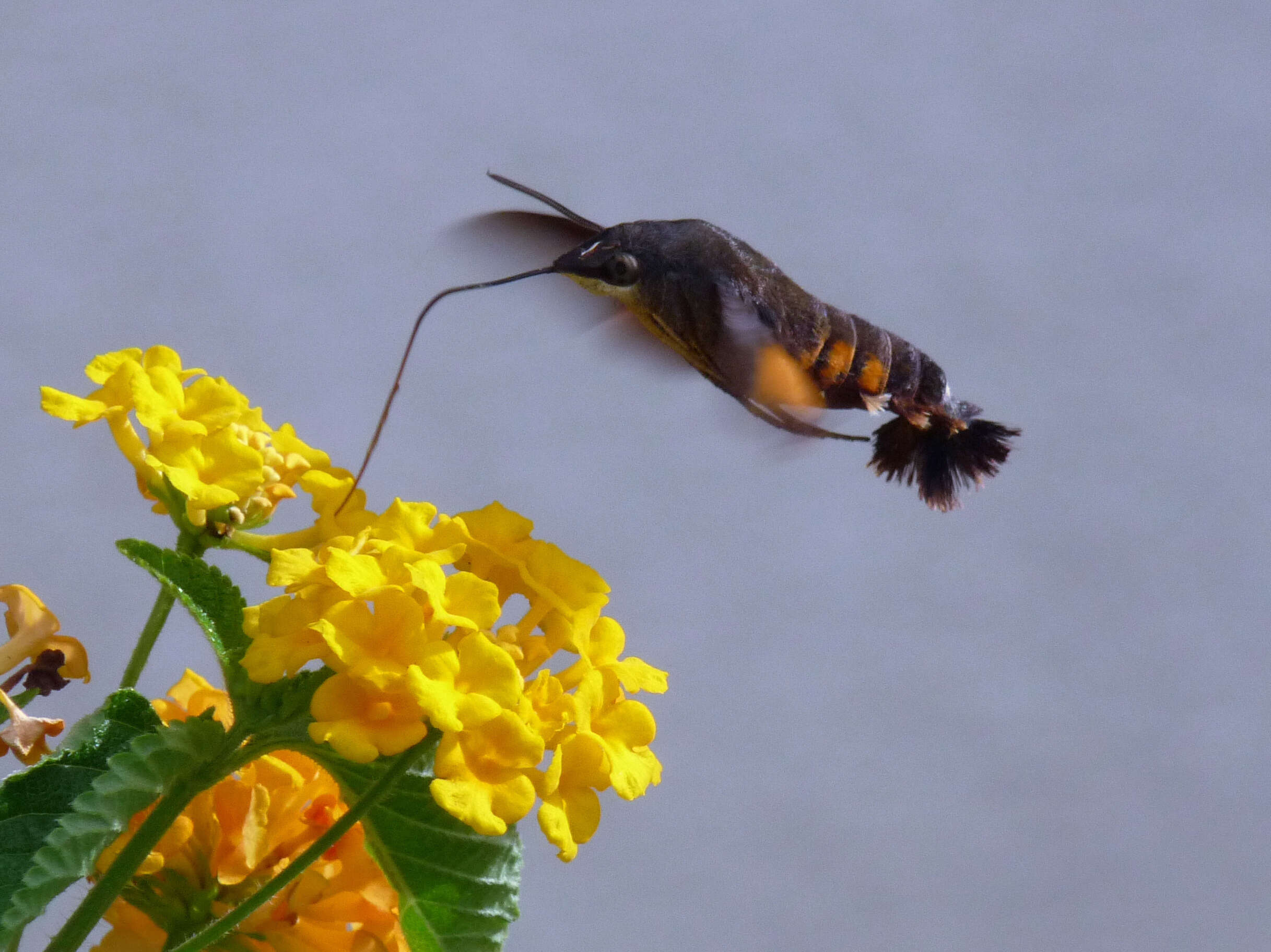 صورة Macroglossum Scopoli 1777