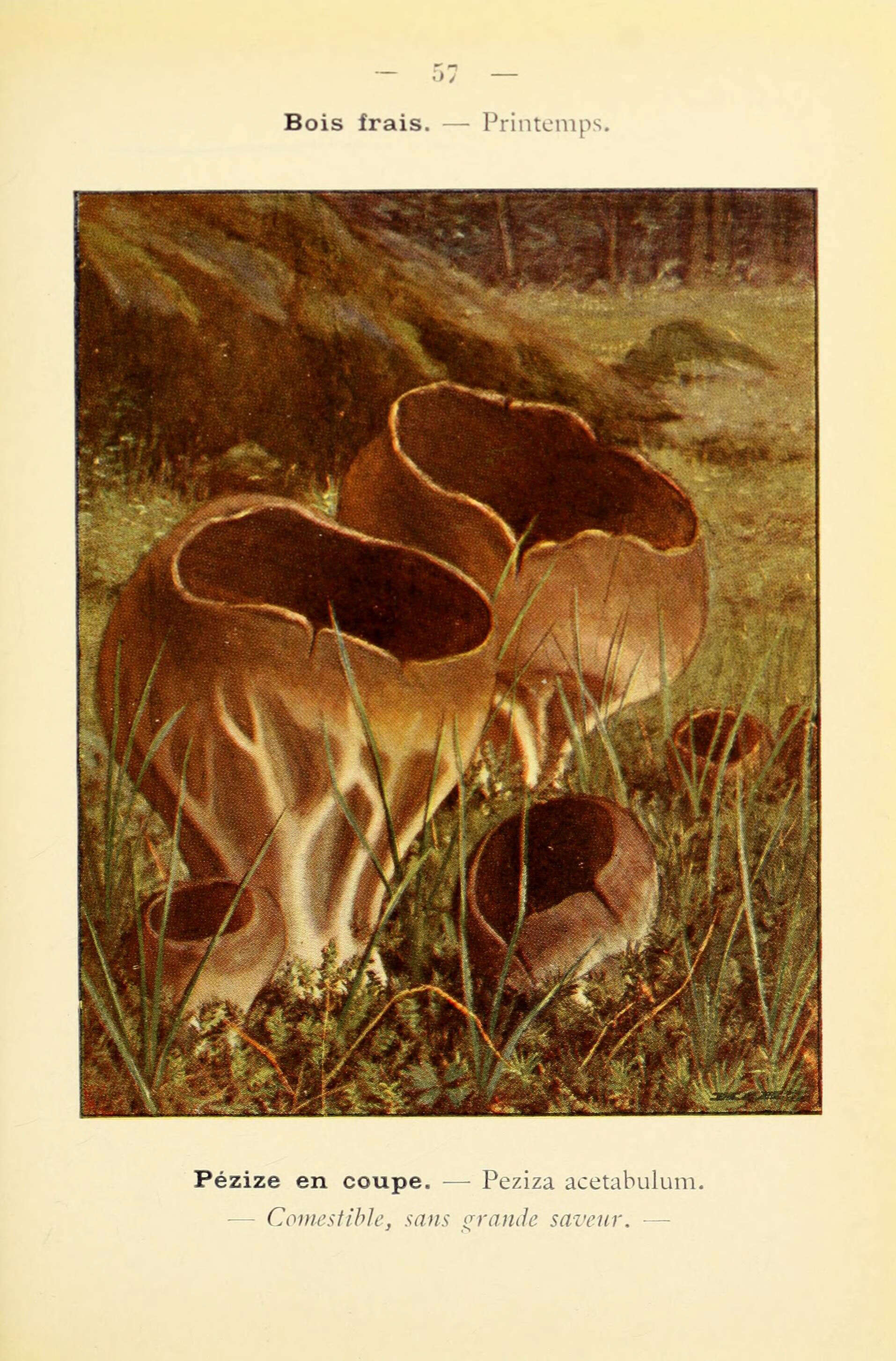 Sivun Helvellaceae kuva