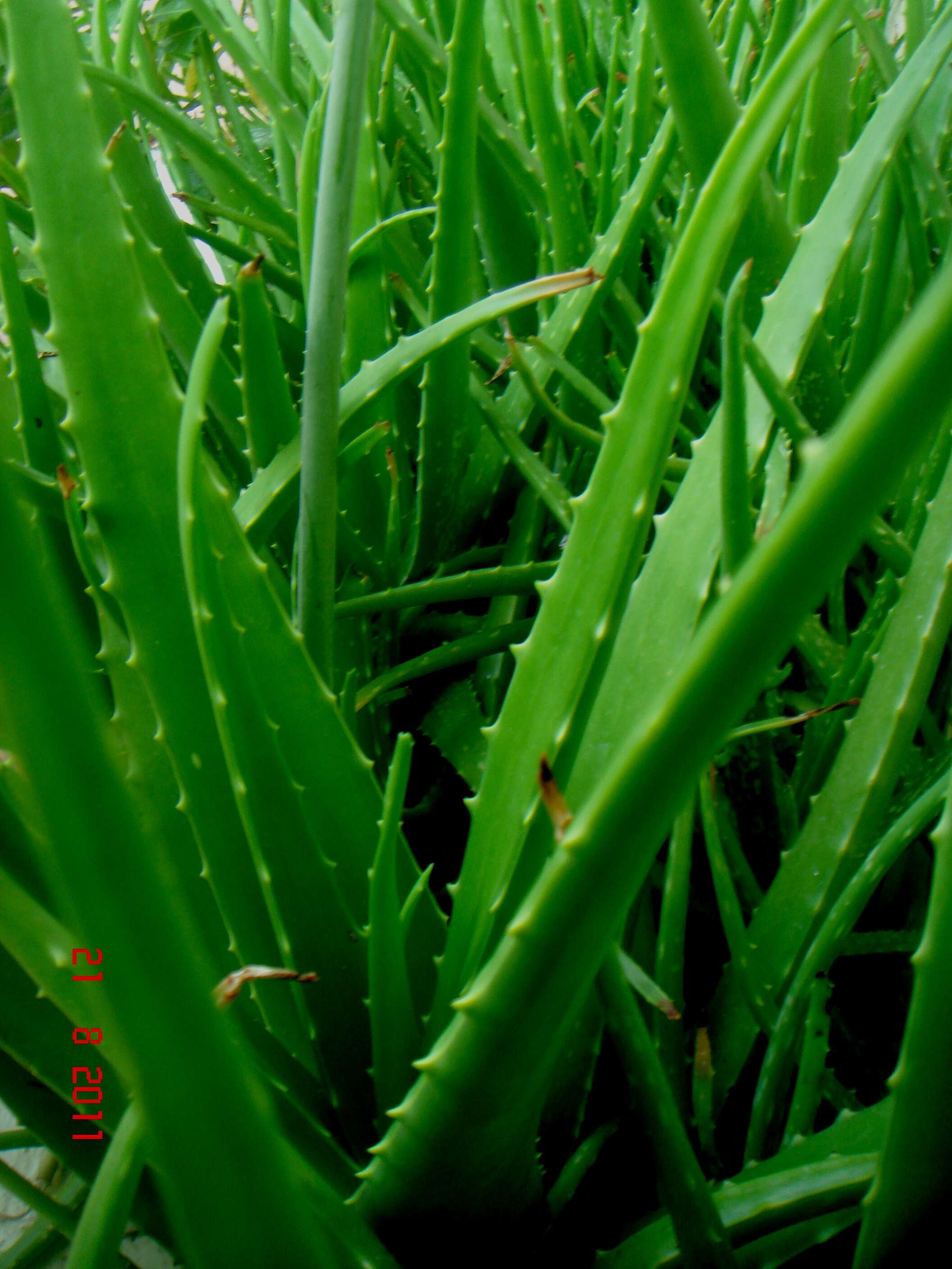 Image of aloe