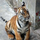 Image of South China Tiger