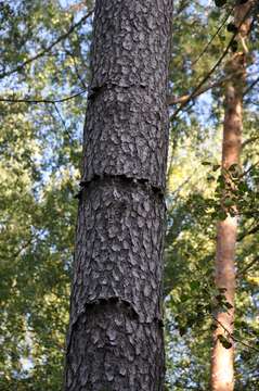 Image of Scotch Pine