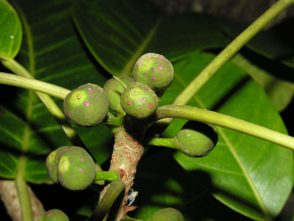 Image of wild banyantree