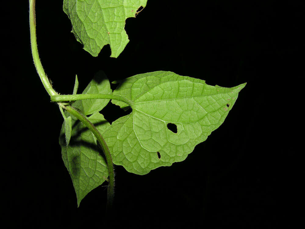 Image of hempvine