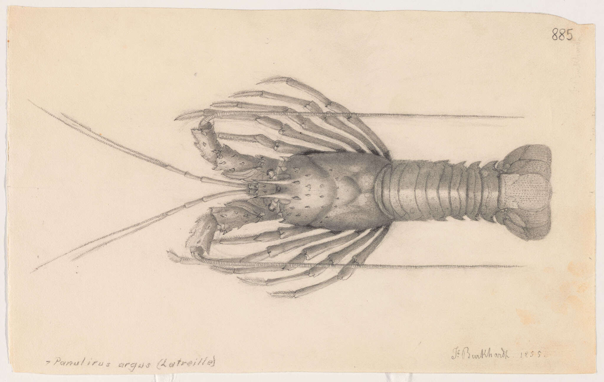 Sivun Palinuridae Latreille 1802 kuva