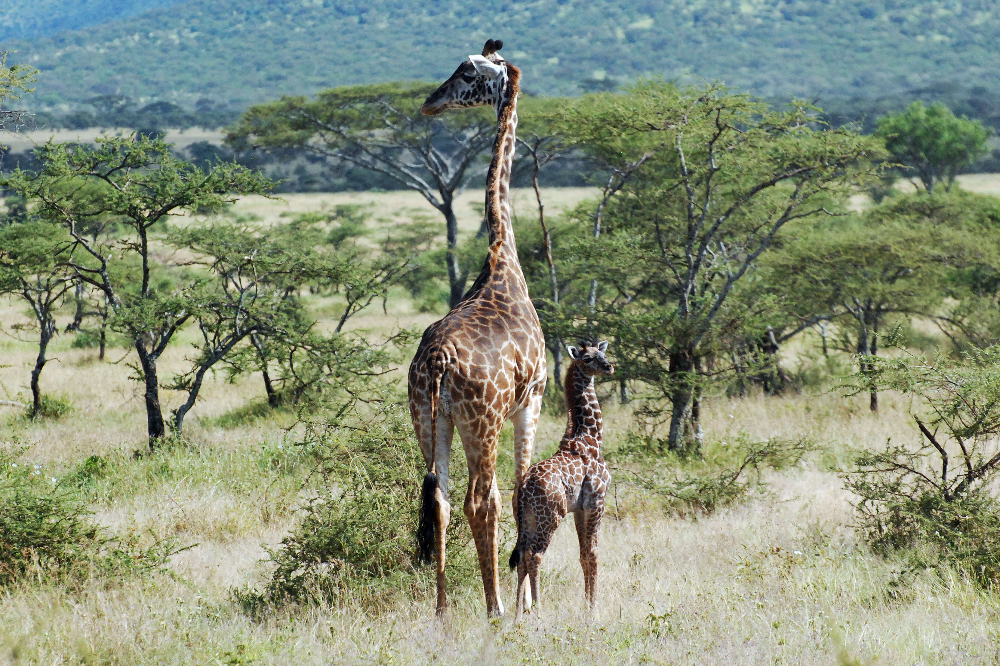 Image of Giraffes